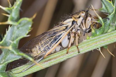 Cicada