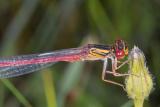Damsel Fly2