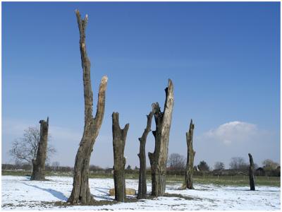 Versteende bomen in Meers.jpg