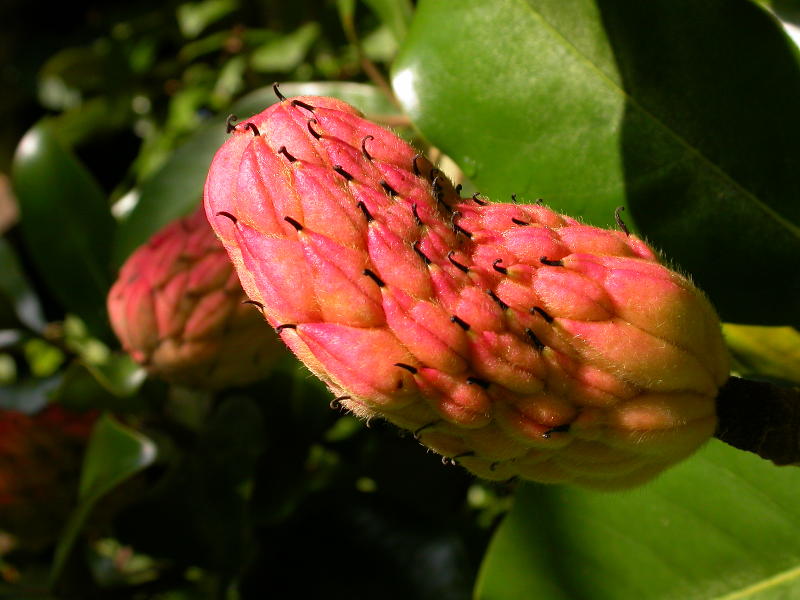 Magnolia Tree Cone