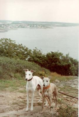 My whippets