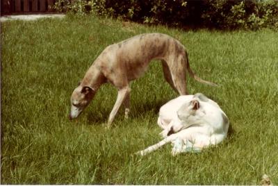 On_the_grass_3.jpg