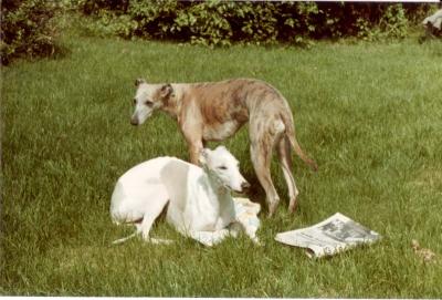 My whippets
