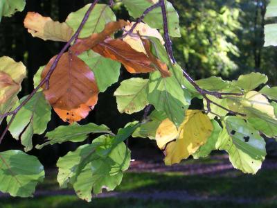 DSCN0418.jpg