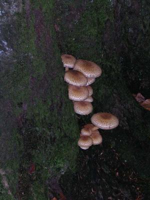 DSCN0420.jpg