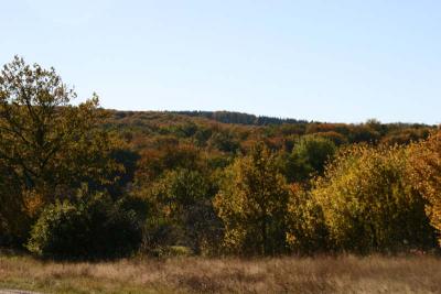 IMG_0800.jpg