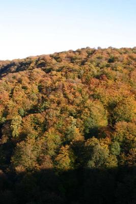 IMG_0872.jpg