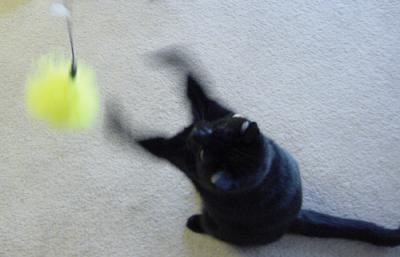 kittybasketball.jpg