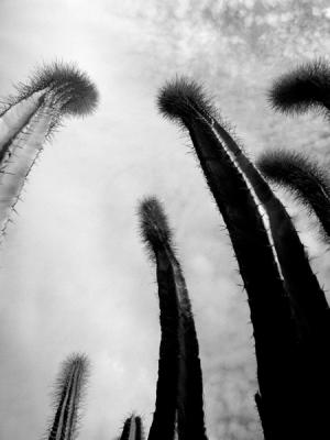 Within the Cactus