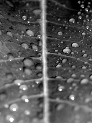 Viens with Water