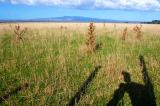 Lake Wairarapa landscape