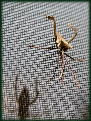 Not sure what this is but he was on the window in front of my computer.
