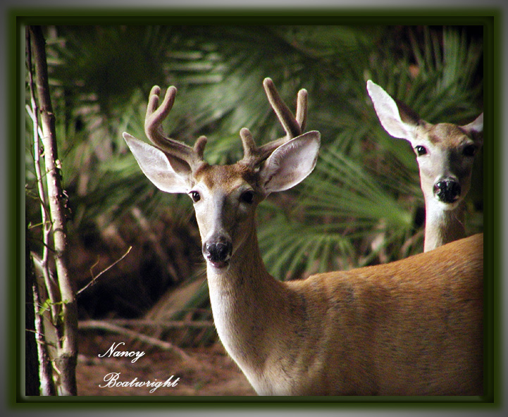 Male Whitetail in velvet with a Doe