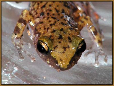 UZI-Frog+Bmacro