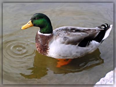 Duck670