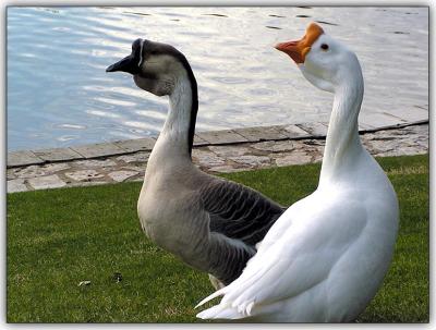 Ducks659