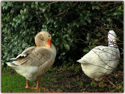 Ducks683