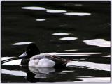 Duck706.jpg
