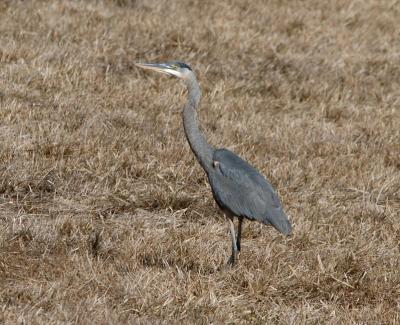 Blue Heron 0205-6j  Kittitas valley