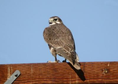 Prairie Falcon 0205-4j  Kittitas Valley