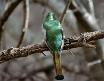 Elegant Trogon 0205-8j Sonoita Creek, AZ