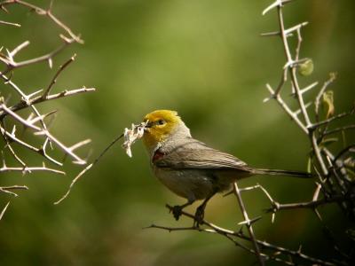 Verdin  Building Nest  0205-4j  Tucson, AZ