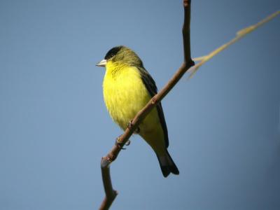 Lesser Goldfinch 0205-5j  Tucson,  AZ