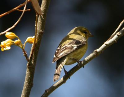 Lesser Goldfinch Female 0205-3j  Tucson, AZ