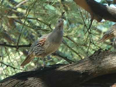 Gambels Female 0804-3j Papago Park, AZ