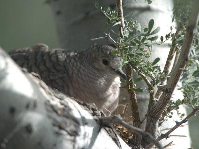 Inca Dove On Nest  0205-6j.jpg