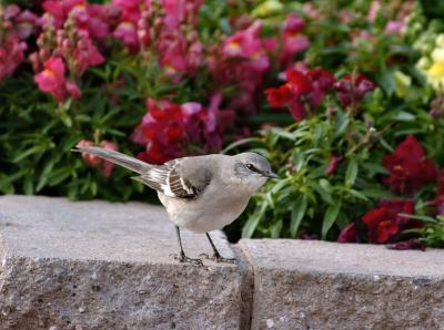 Mockingbird  0205-5j  Tucson