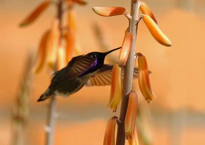 Costas Hummingbird 0205-2j Tucson