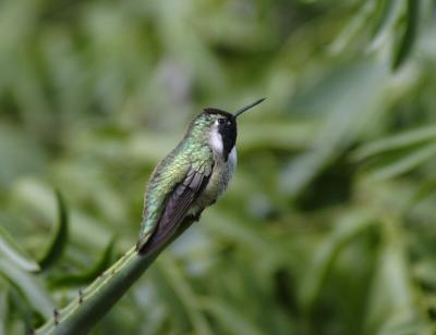 Costas Hummingbird 0205-3j Tucson