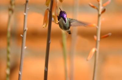 Costas Hummingbird 0205-11j Tucson