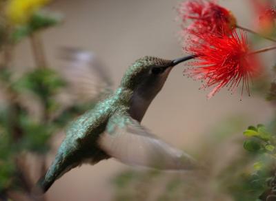 Costas Hummingbird Female 0205-5j Tucson