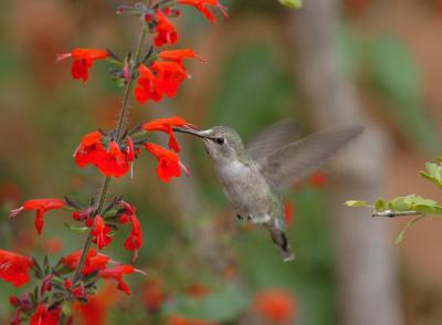 Costas Hummingbird Female 0205-6j Tucson