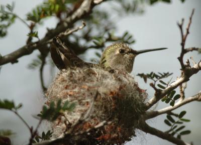 Costas Female on Nest 0205-9j Tucson