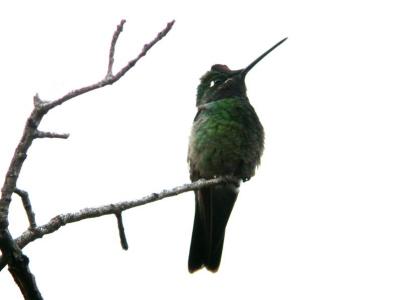 Magnificent Hummingbird Male 0205-4j Madera Canyon, AZ