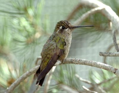 Magnificent Hummingbird Female 0205-5j Desert Museum, AZ
