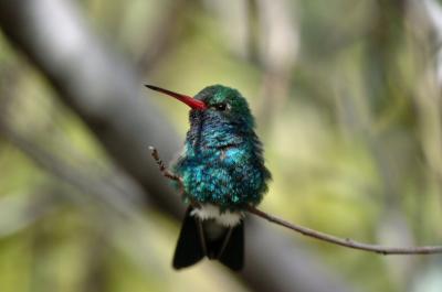 Broad-billed Hummingbird 0205-1j Tucson