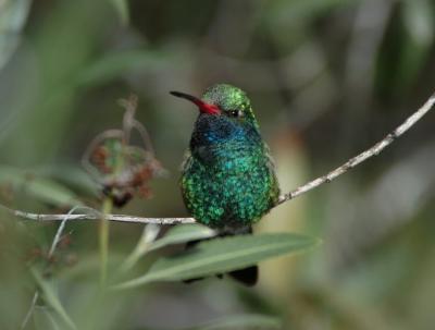 Broad-billed Hummingbird 0205-4j Tucson