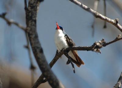 u42/photon180/medium/40667572.VioletcrownedHummingbird02051j.jpg