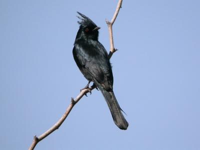 u42/photon180/medium/40667690.Phainopepla02051j.jpg