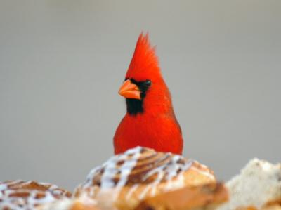 Northern Cardinal 0205-1j  Tucsonpg