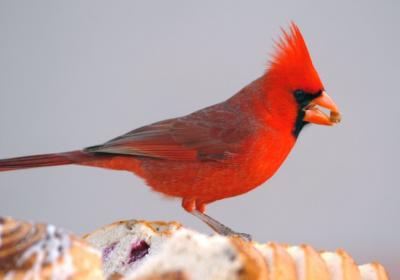 Northern Cardinal 0205-2j  Tucson