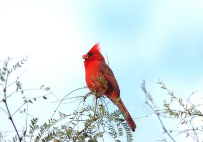 Northern Cardinal 0205-3j  Tucson
