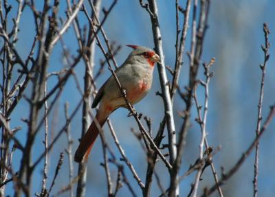 Pyrrhuloxia  0205-1j  Pataogonia, AZ