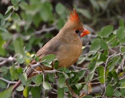 Northern Cardinal Female 0205-6j  Tucson