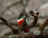 Elegant Trogon 0205-6j  Sonoita Creek, AZ