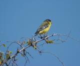 Lesser Goldfinch 0205-1j  Tucson, AZ